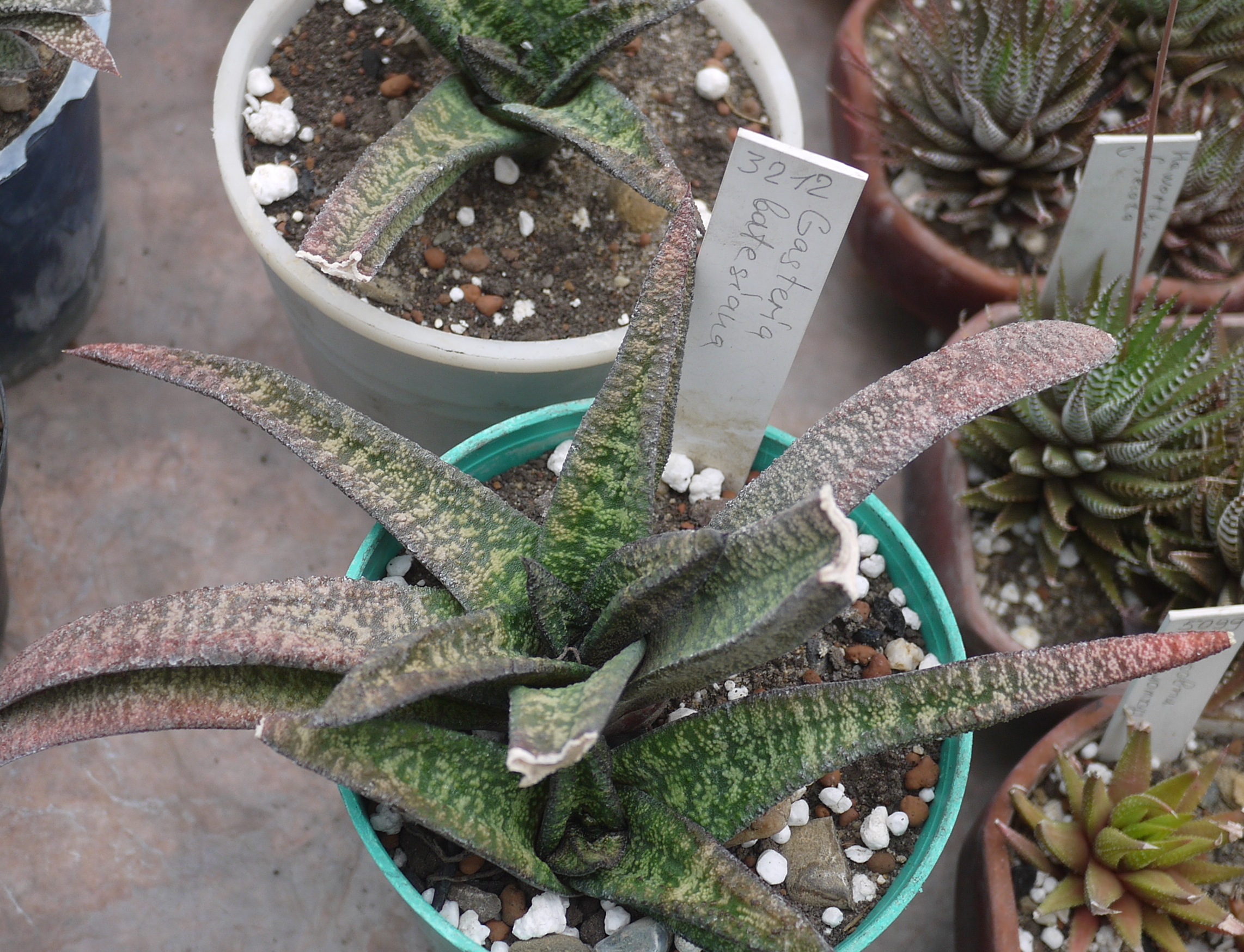 Гастерии виды и названия с